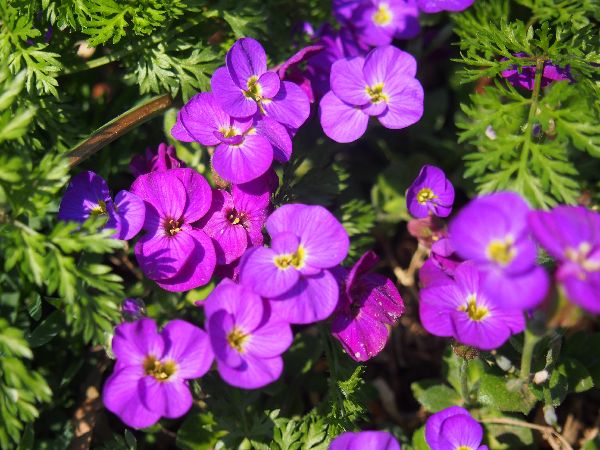 パークヒルズ緑の会 敷地内の植栽ブロック３